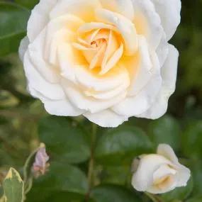 Elina Hybrid Tea Rose (Rosa Elina) 1